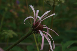 Echinacea pallidaZonnehoed bestellen